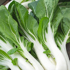 Verdura asiática Pak-Choi