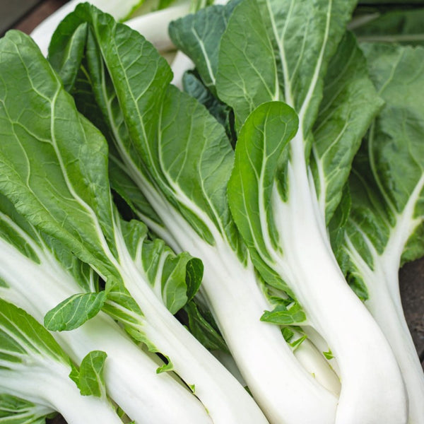 Verdura asiática Pak-Choi