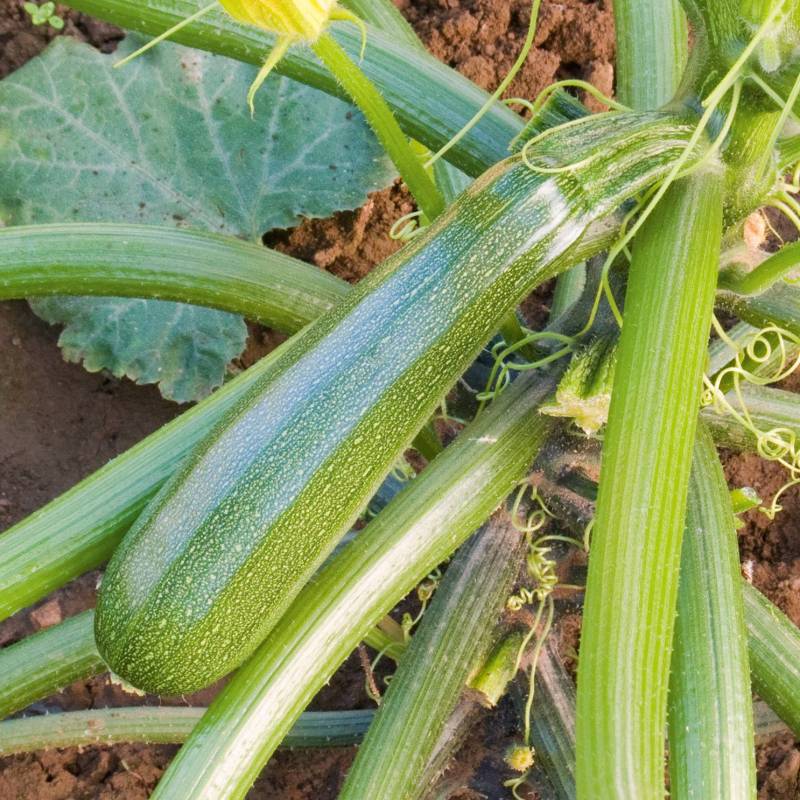 Courgette 'Zuboda'