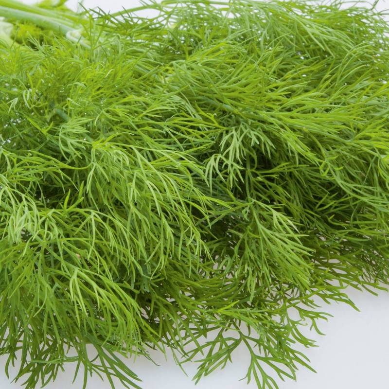 Dill