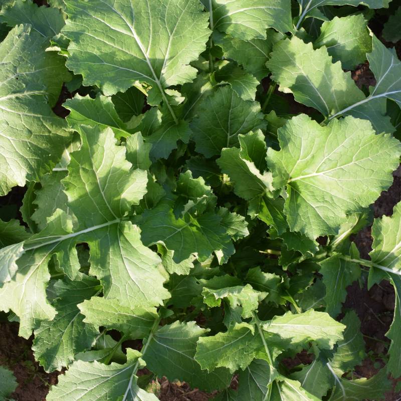 CO006_Nabo_Nabo_Turnip_Santiago_Sementes-Biologicas_Semillas-Ecologicas_Organic-Seeds_Sementes-Vivas_1