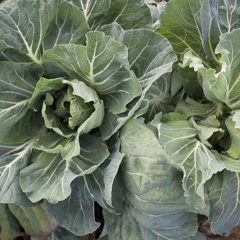 CO015_Couve_Col_Cabbage_Penca-Chaves_Sementes-Biologicas_Semillas-Ecologicas_Organic-Seeds_Sementes-Vivas_1