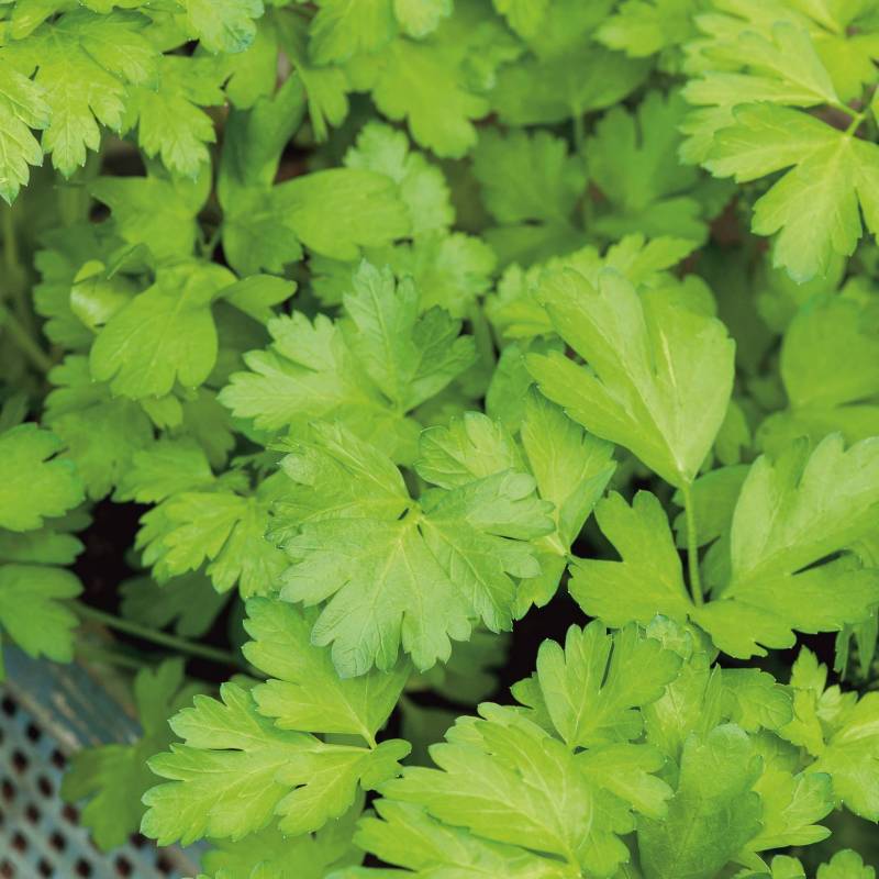 ER001_Salsa_Perejil_Parsley_Commune_Sementes-Biologicas_Semillas-Ecologicas_Organic-Seeds_Sementes-Vivas_2