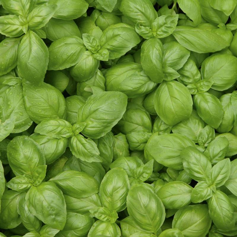 ER002_Manjericao_Albahaca_Basil_Genovese_Sementes-Biologicas_Semillas-Ecologicas_Organic-Seeds_Sementes-Vivas_1