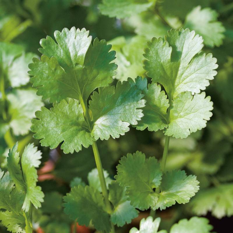 ER004_Coentros_Cilantro_Coriander__Sementes-Biologicas_Semillas-Ecologicas_Organic-Seeds_Sementes-Vivas_1