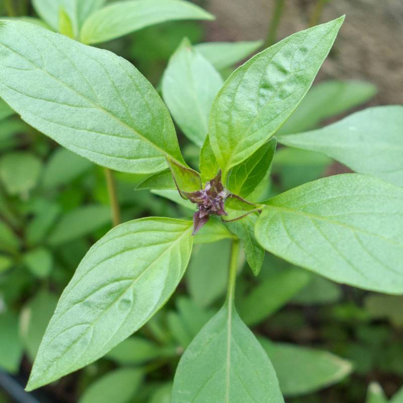 ER010_Manjericao_Albahaca_Basil_Thai_Sementes-Biologicas_Semillas-Ecologicas_Organic-Seeds_Sementes-Vivas_1