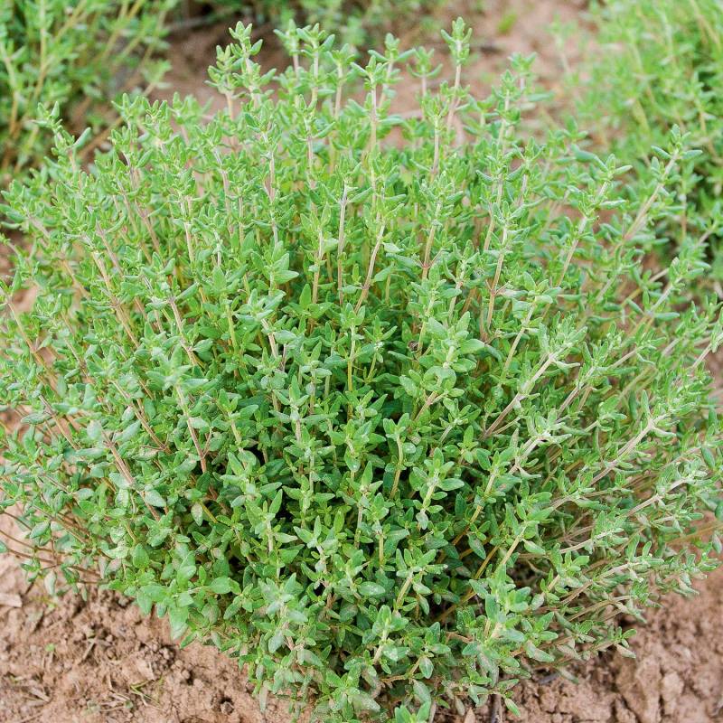 ER016_Tomilho_Tomillo_Thyme__Sementes-Biologicas_Semillas-Ecologicas_Organic-Seeds_Sementes-Vivas_1