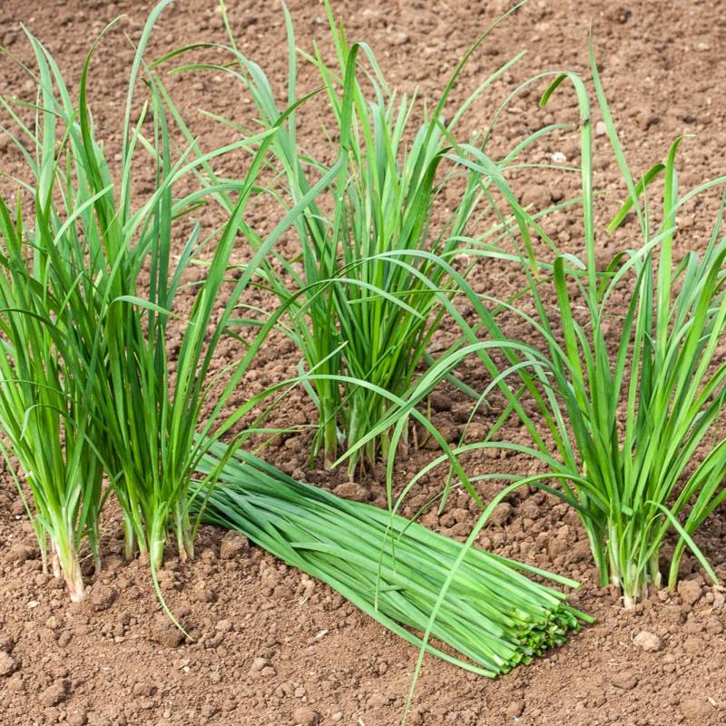 ER020_Cebolinho-Chines_Cebollino-Chino_Garlic-Chive__Sementes-Biologicas_Semillas-Ecologicas_Organic-Seeds_Sementes-Vivas_1