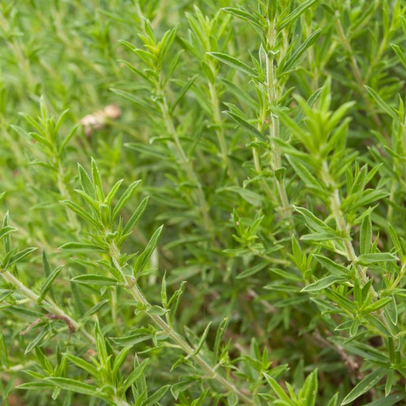 ER026_Segurelha_Ajedrea_Summer-Savory__Sementes-Biologicas_Semillas-Ecologicas_Organic-Seeds_Sementes-Vivas_2