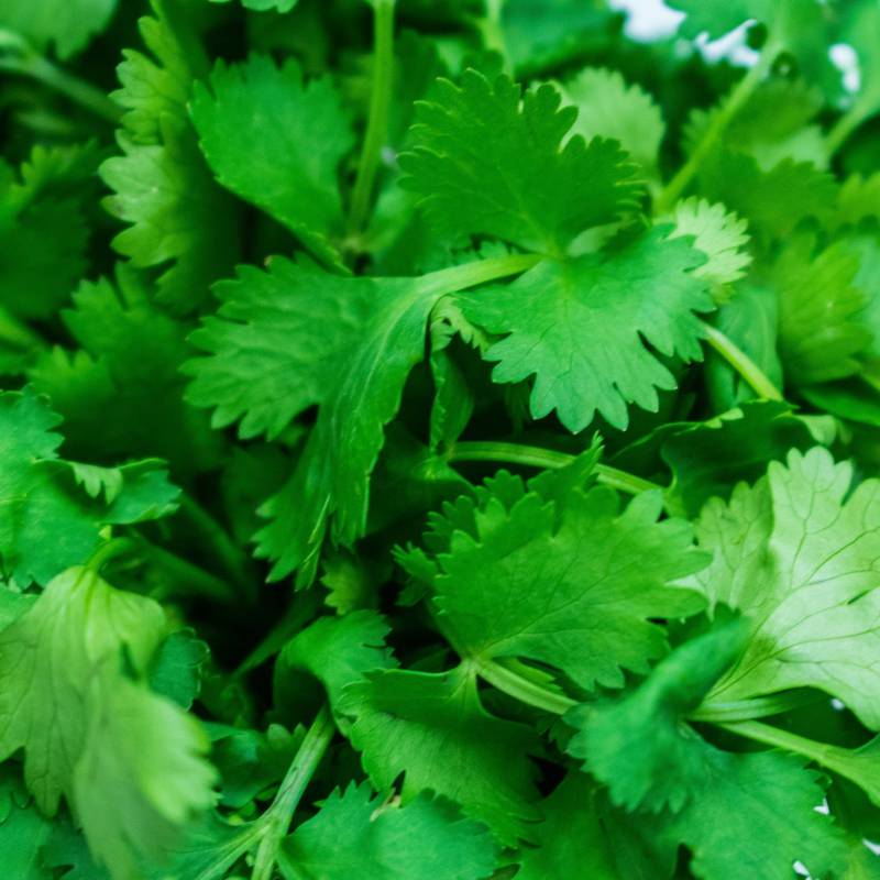 ER027_Salsa_Perejil_Parsley_Gigante-Ditalia_Sementes-Biologicas_Semillas-Ecologicas_Organic-Seeds_Sementes-Vivas_1