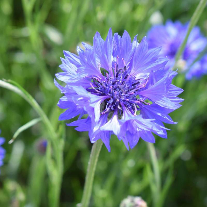 FL001_Centaurea-Azul_Aciano_Cornflower__Sementes-Biologicas_Semillas-Ecologicas_Organic-Seeds_Sementes-Vivas_2