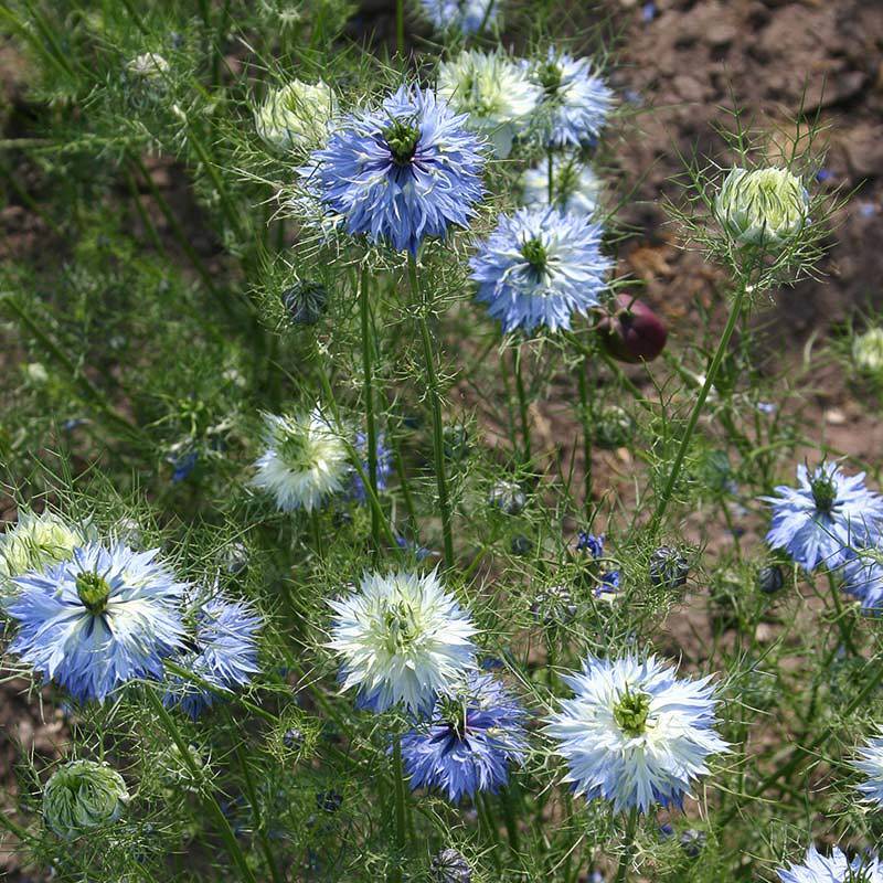 FL015_Damas-do-Bosque_Aranuela_Love-in-a-mist__Sementes-Biologicas_Semillas-Ecologicas_Organic-Seeds_Sementes-Vivas_1