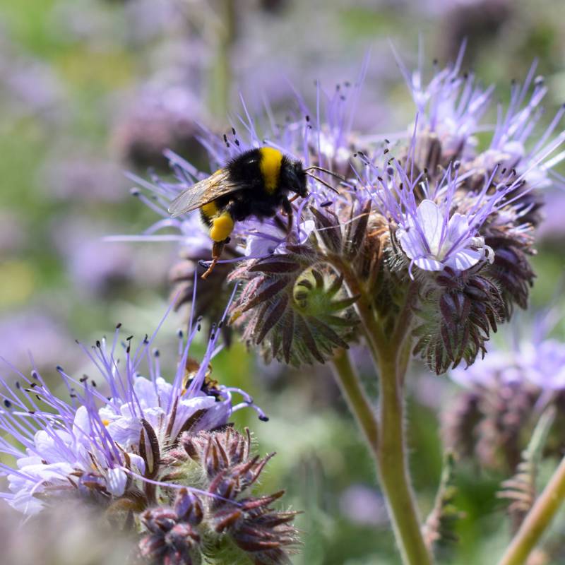 FL021__Facelia_Phacelia__Sementes-Biologicas_Semillas-Ecologicas_Organic-Seeds_Sementes-Vivas_1