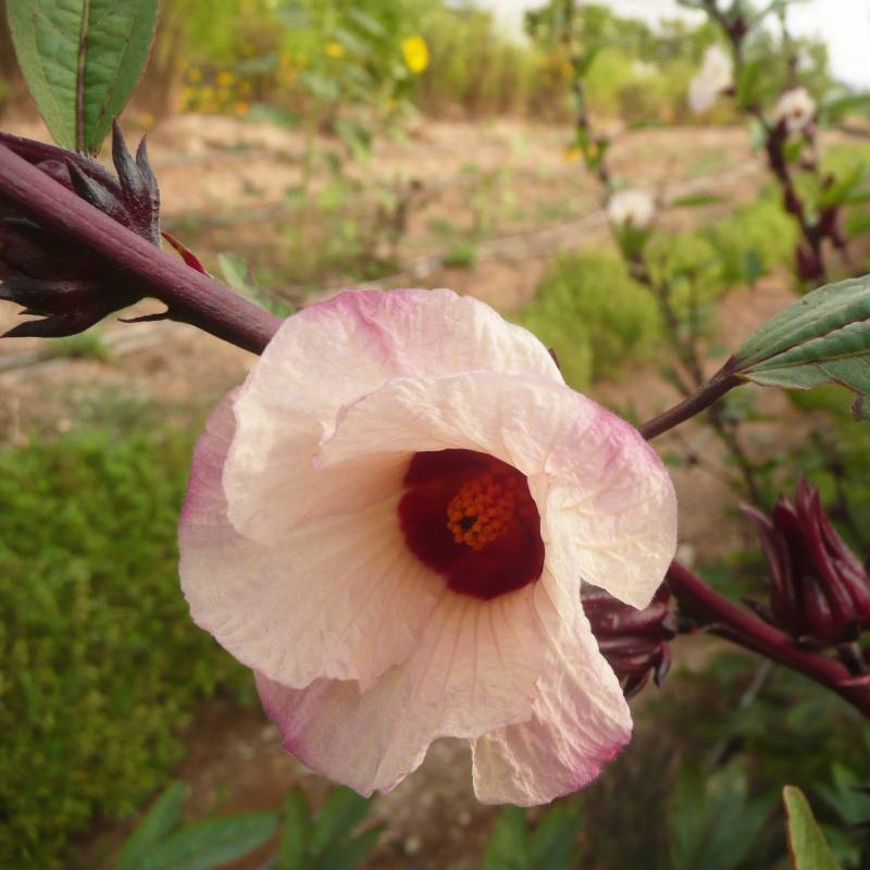 FL023_Hibiscus_Hibisco_Hibiscus__Sementes-Biologicas_Semillas-Ecologicas_Organic-Seeds_Sementes-Vivas_1