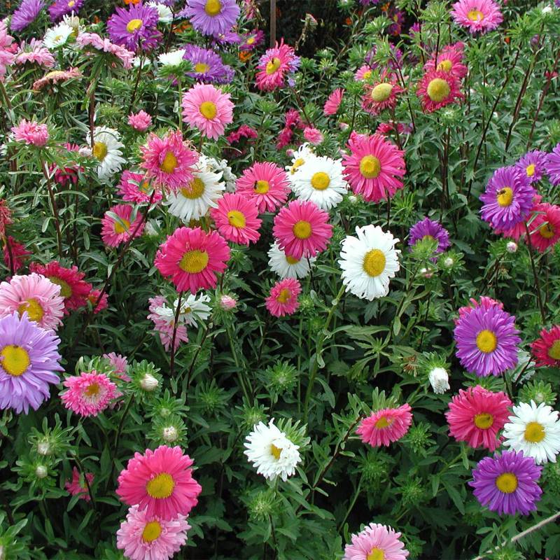 FL024__Aster-De-China_China-Aster_petalasimples-Mix_Sementes-Biologicas_Semillas-Ecologicas_Organic-Seeds_Sementes-Vivas_1