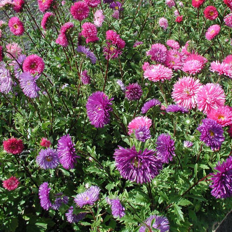 FL025__Aster-de-China_China-Aster_petaladupla-Mix_Sementes-Biologicas_Semillas-Ecologicas_Organic-Seeds_Sementes-Vivas_1