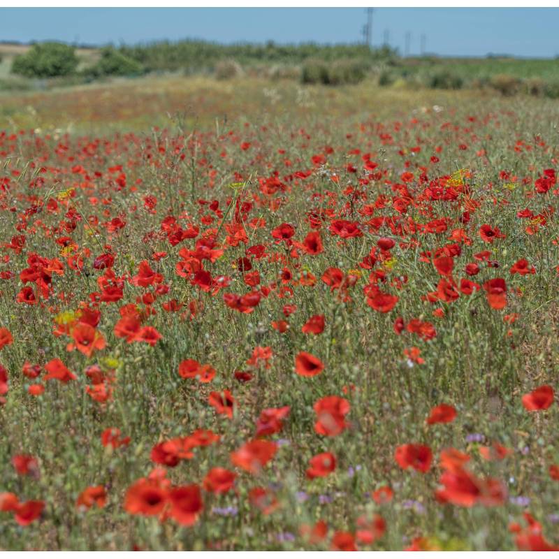 FL029_Papoila_Amapola_Poppy_vermelho-rojo-Red_Sementes-Biologicas_Semillas-Ecologicas_Organic-Seeds_Sementes-Vivas_1