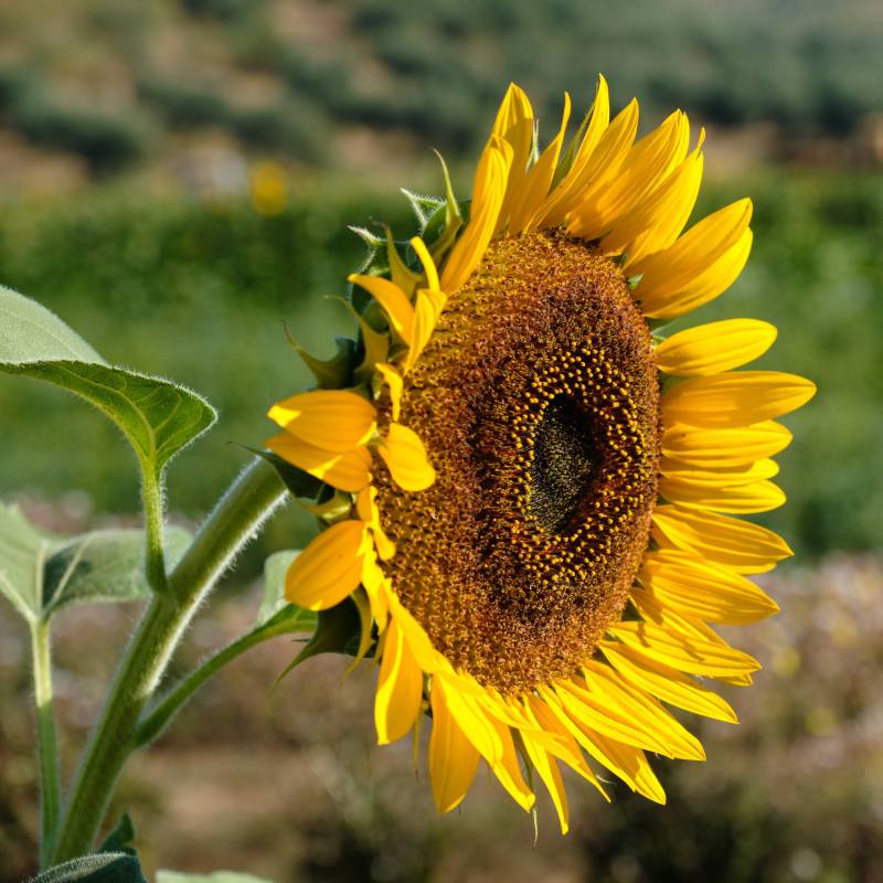 FL059_Girassol_Girasol_Sunflower_Sunset_Sementes-Biologicas_Semillas-Ecologicas_Organic-Seeds_Sementes-Vivas_1