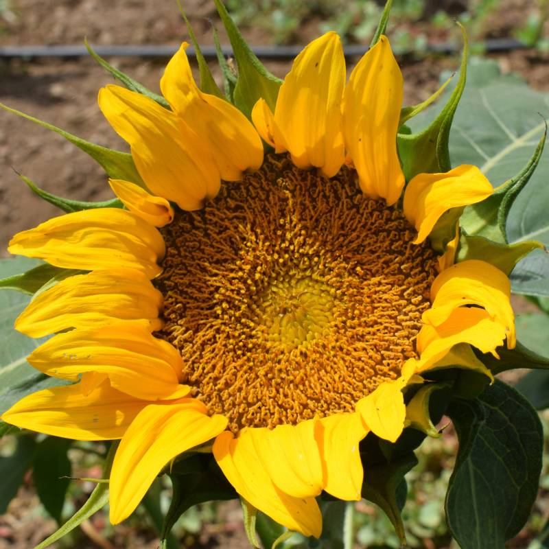 FL060_Girassol_Girasol_Sunflower_sunspot_Sementes-Biologicas_Semillas-Ecologicas_Organic-Seeds_Sementes-Vivas_1