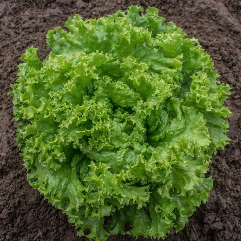 FO015_Alface_Lechuga_Lettuce_Lollo-Bionda_Sementes-Biologicas_Semillas-Ecologicas_Organic-Seeds_Sementes-Vivas_1