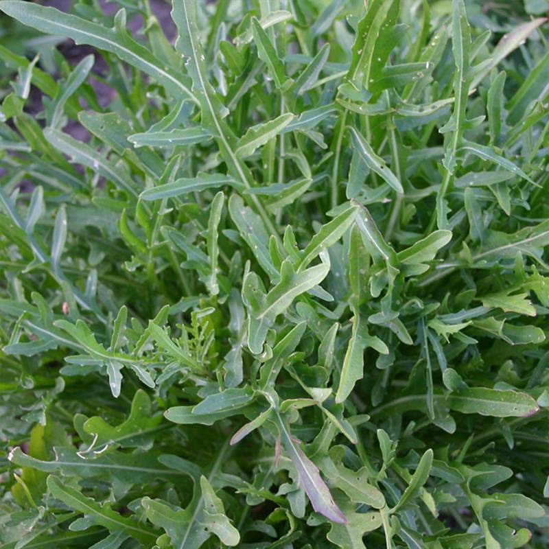 FO023_Rucula-Selvatica_Rucula-Silvestre_Wild-Rocket__Sementes-Biologicas_Semillas-Ecologicas_Organic-Seeds_Sementes-Vivas_1