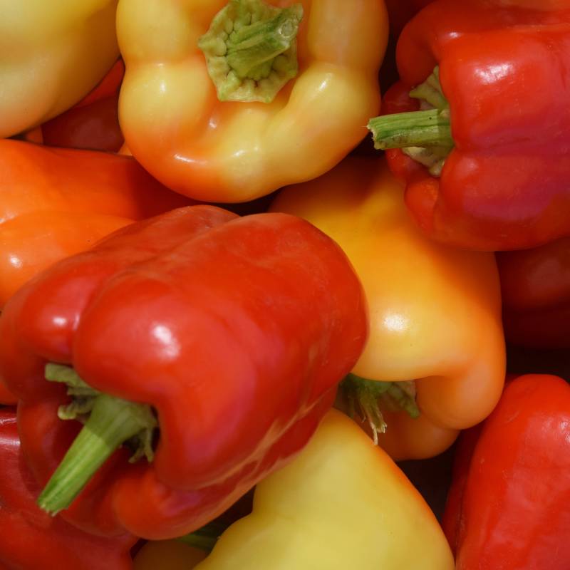 FR001_Pimento-Doce_Pimiento_Sweet-Pepper_Albaregia_Sementes-Biologicas_Semillas-Ecologicas_Organic-Seeds_Sementes-Vivas_1