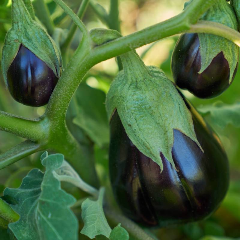 FR003_Beringela_Berenjena_Eggplant_Black-Beauty_Sementes-Biologicas_Semillas-Ecologicas_Organic-Seeds_Sementes-Vivas_1