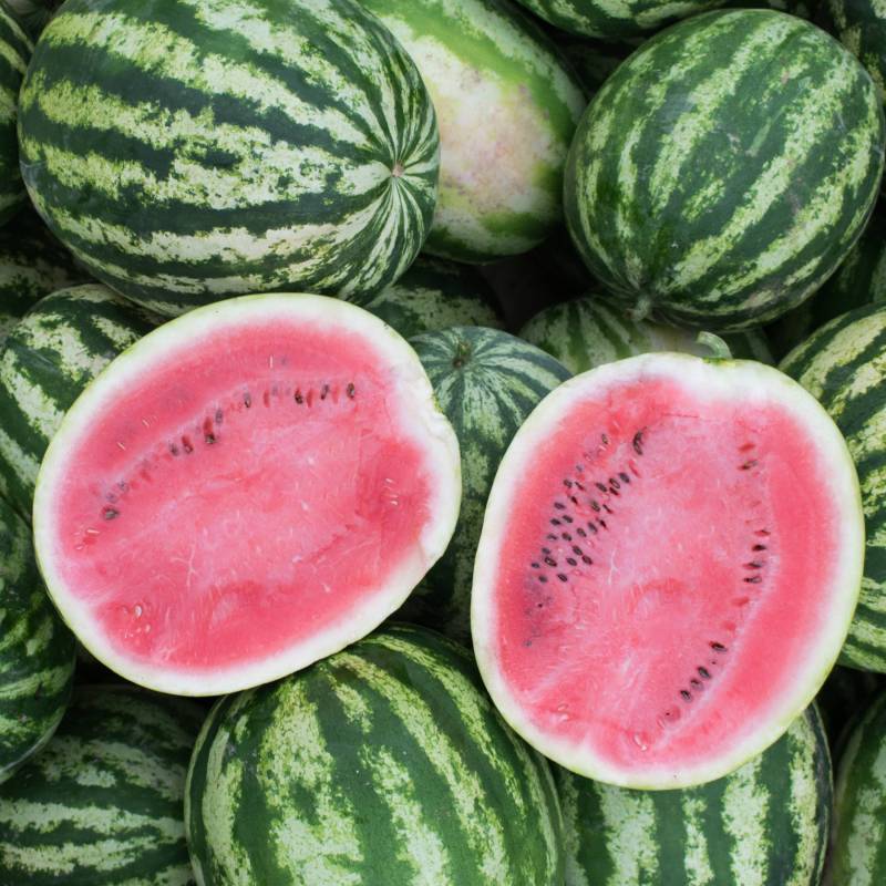 FR007_Melancia_Sandia_Watermelon_Crimson-Sweet_Sementes-Biologicas_Semillas-Ecologicas_Organic-Seeds_Sementes-Vivas_1