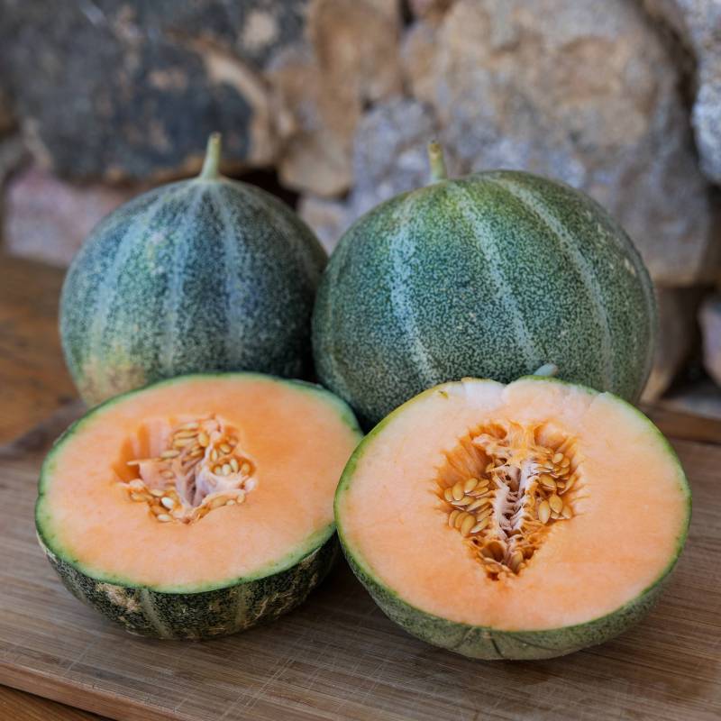 FR014_Meloa_Melon_Muskmelon_Petit-Gris-De-Rennes_Sementes-Biologicas_Semillas-Ecologicas_Organic-Seeds_Sementes-Vivas_1