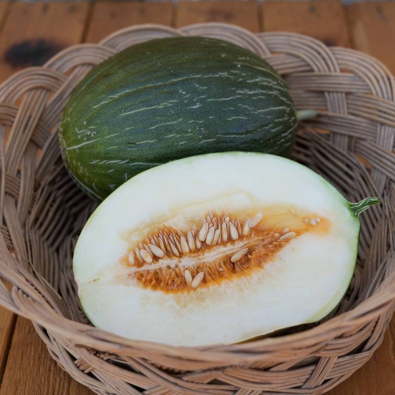 FR019_Melao__Melon_Manuel-Antonio_Sementes-Biologicas_Semillas-Ecologicas_Organic-Seeds_Sementes-Vivas_1