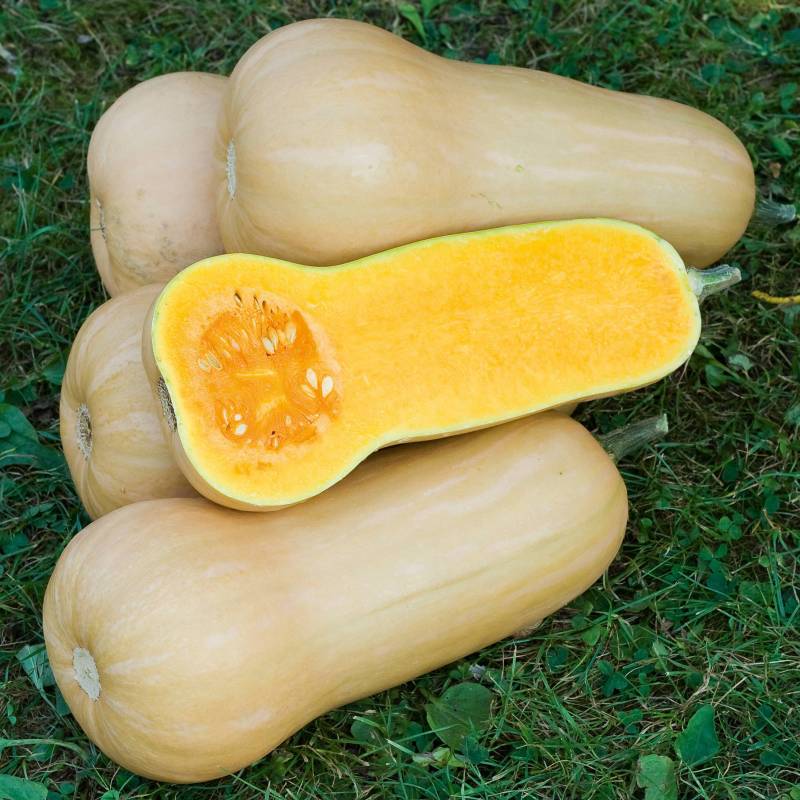 FR022_Abobora_Calabaza_Pumpkin_Butternut-Waltham_Sementes-Biologicas_Semillas-Ecologicas_Organic-Seeds_Sementes-Vivas_2