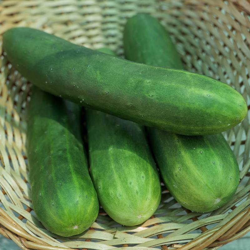 FR030_Pepino_Pepino_Cucumber_Tanja_Sementes-Biologicas_Semillas-Ecologicas_Organic-Seeds_Sementes-Vivas_2