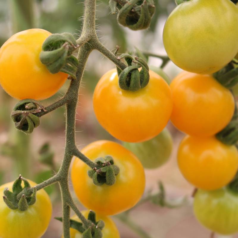 FR032_Tomate-Cherry__Cherry-Tomato_Snowberry_Sementes-Biologicas_Semillas-Ecologicas_Organic-Seeds_Sementes-Vivas_1