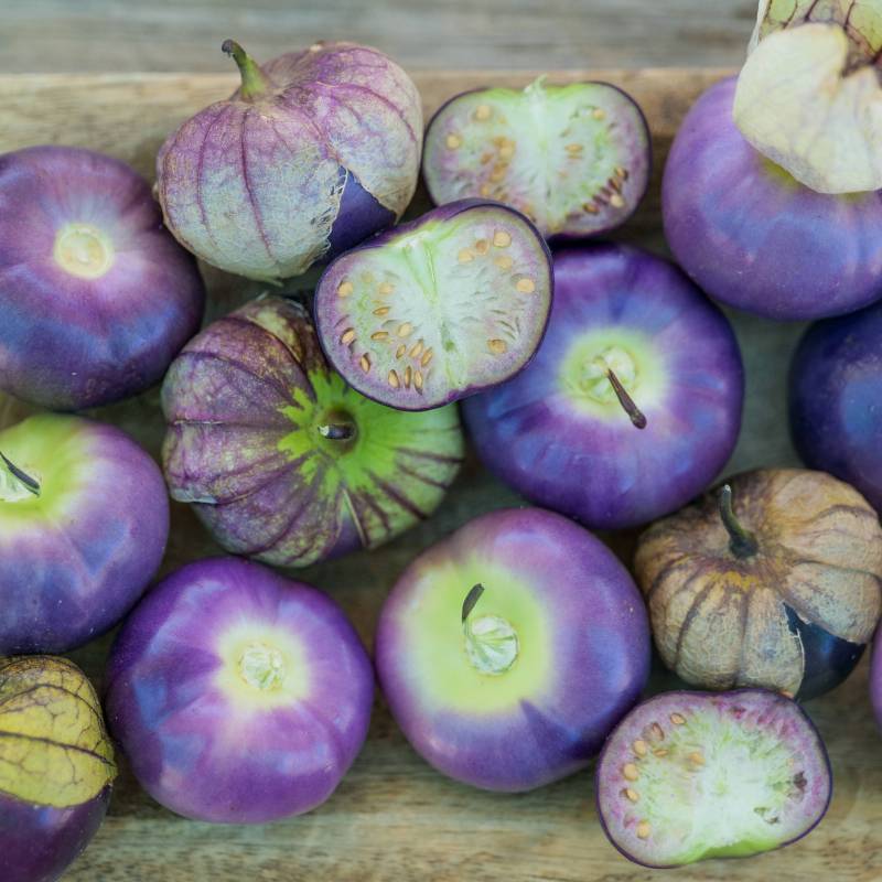 FR037_Tomatilho__Tomatillo_Viola_Sementes-Biologicas_Semillas-Ecologicas_Organic-Seeds_Sementes-Vivas_1