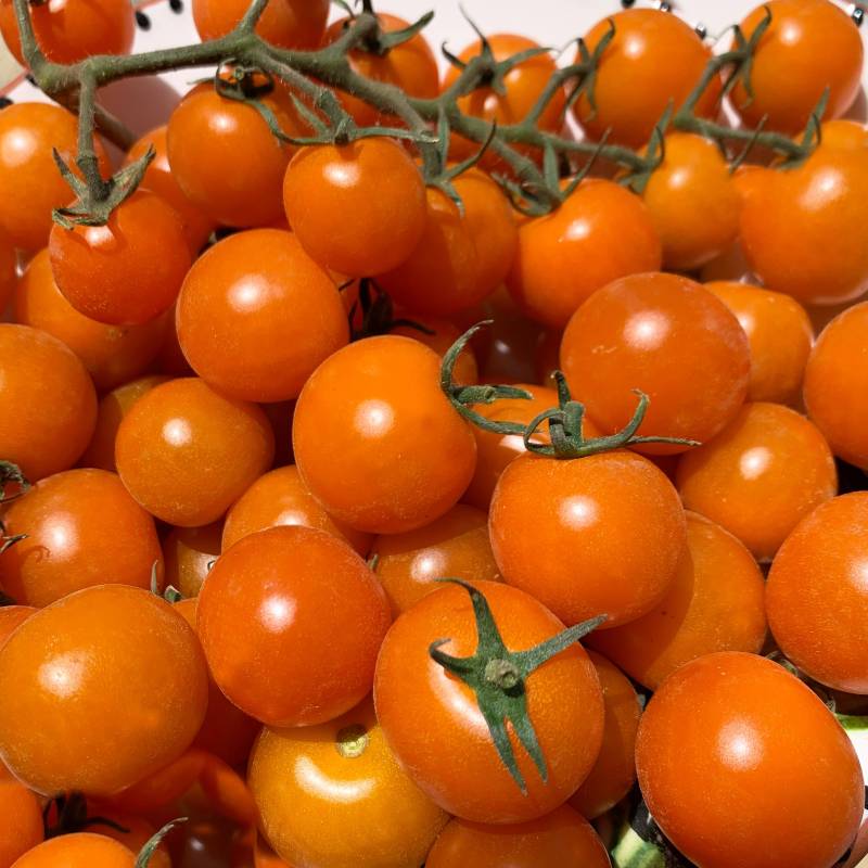 FR042_Tomate-Cherry__Cherry-Tomato_Goldiana_Sementes-Biologicas_Semillas-Ecologicas_Organic-Seeds_Sementes-Vivas_2