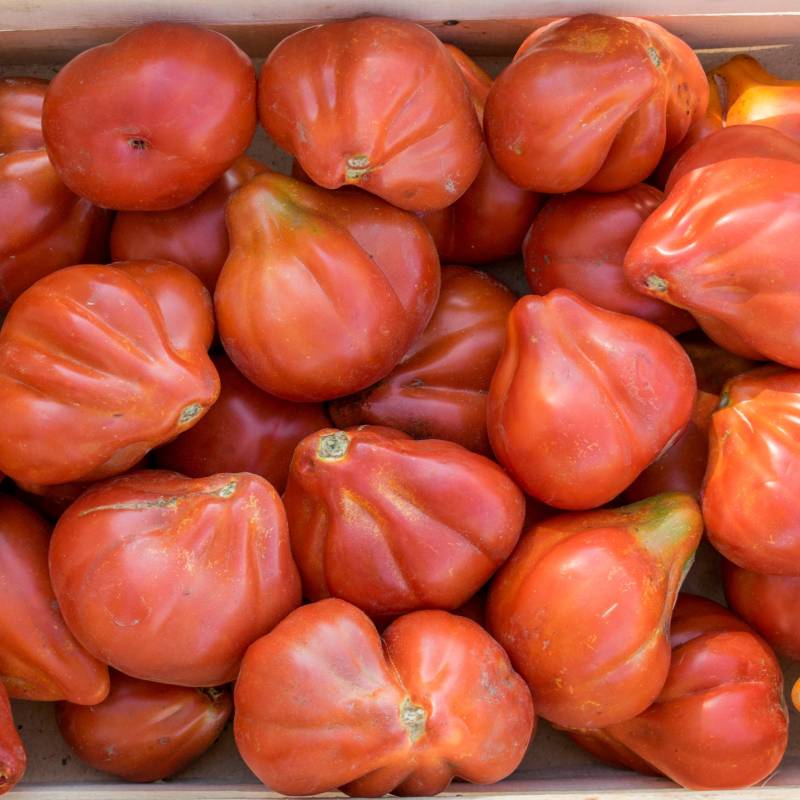 FR044_Tomate__Tomato_Liguria_Sementes-Biologicas_Semillas-Ecologicas_Organic-Seeds_Sementes-Vivas_1