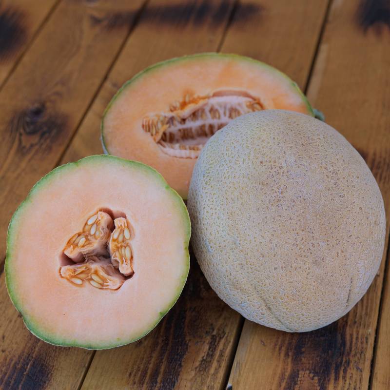 FR060_Meloa_Melon_Muskmelon_Retato-Degli-Ortolani_Sementes-Biologicas_Semillas-Ecologicas_Organic-Seeds_Sementes-Vivas_1