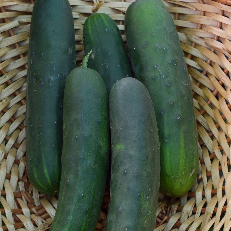 FR062_Pepino_Pepino_Cucumber_Marketmore_Sementes-Biologicas_Semillas-Ecologicas_Organic-Seeds_Sementes-Vivas_1