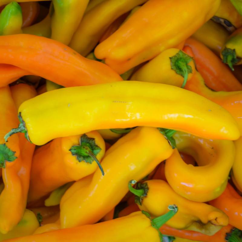 FR068_Pimento_Pimiento_Sweet-Pepper_Corno-Di-Toro-Giallo_Sementes-Biologicas_Semillas-Ecologicas_Organic-Seeds_Sementes-Vivas_1