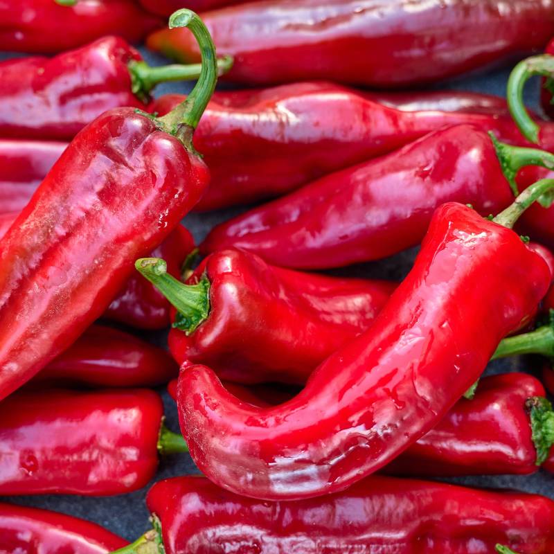 FR069_Pimento_Pimiento_Sweet-Pepper_Corno-Di-Toro-Rosso_Sementes-Biologicas_Semillas-Ecologicas_Organic-Seeds_Sementes-Vivas_1