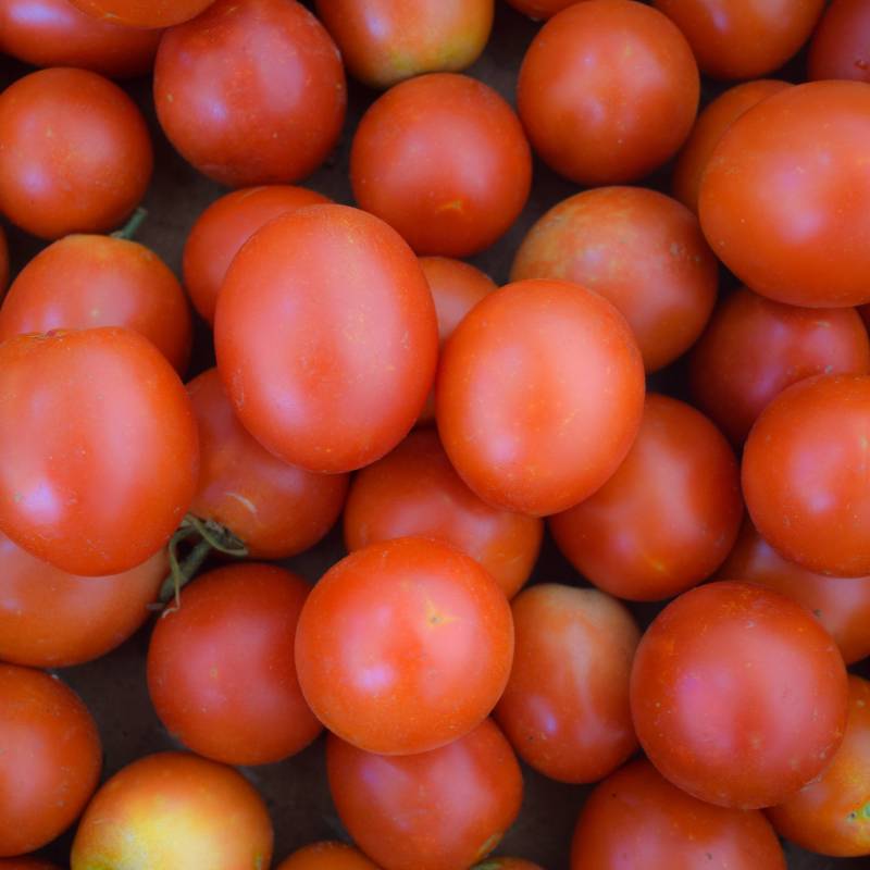 FR070_Tomate__Tomato_Dorenia_Sementes-Biologicas_Semillas-Ecologicas_Organic-Seeds_Sementes-Vivas_1