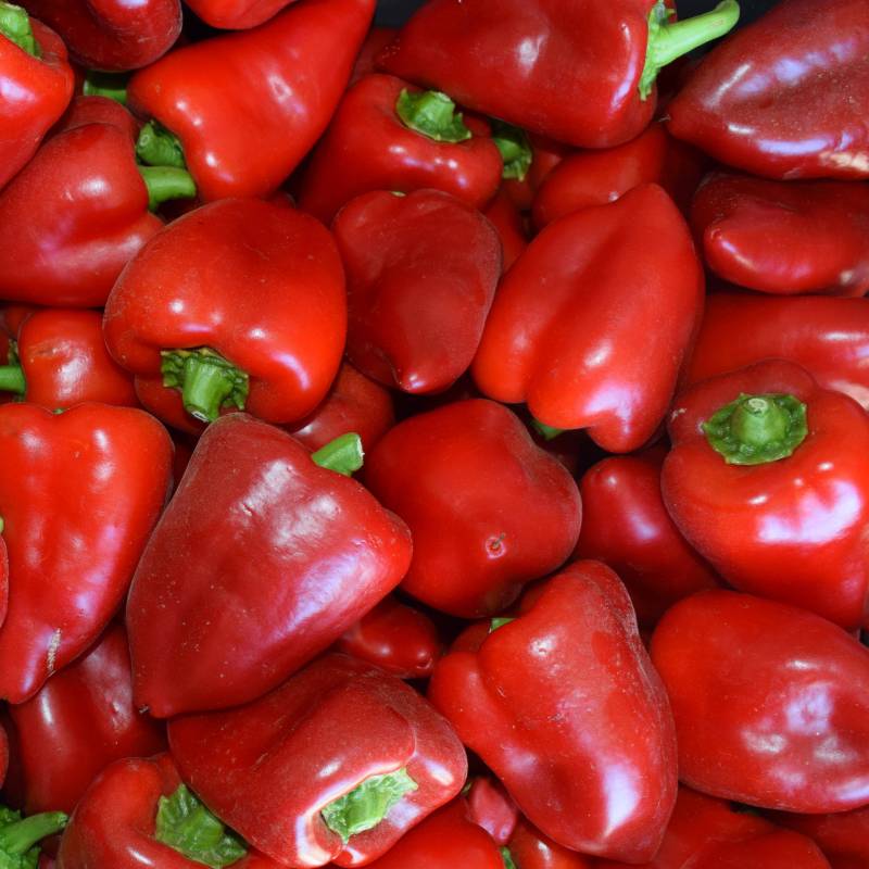 FR080_Pimento_Pimiento_Pepper_Piquillo_Sementes-Biologicas_Semillas-Ecologicas_Organic-Seeds_Sementes-Vivas_1