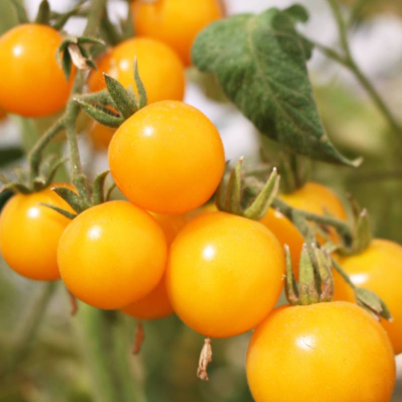 FR088_Tomate_Cherry_Cherry-Tomato_Galina_Sementes-Biologicas_Semillas-Ecologicas_Organic-Seeds_Sementes-Vivas_1