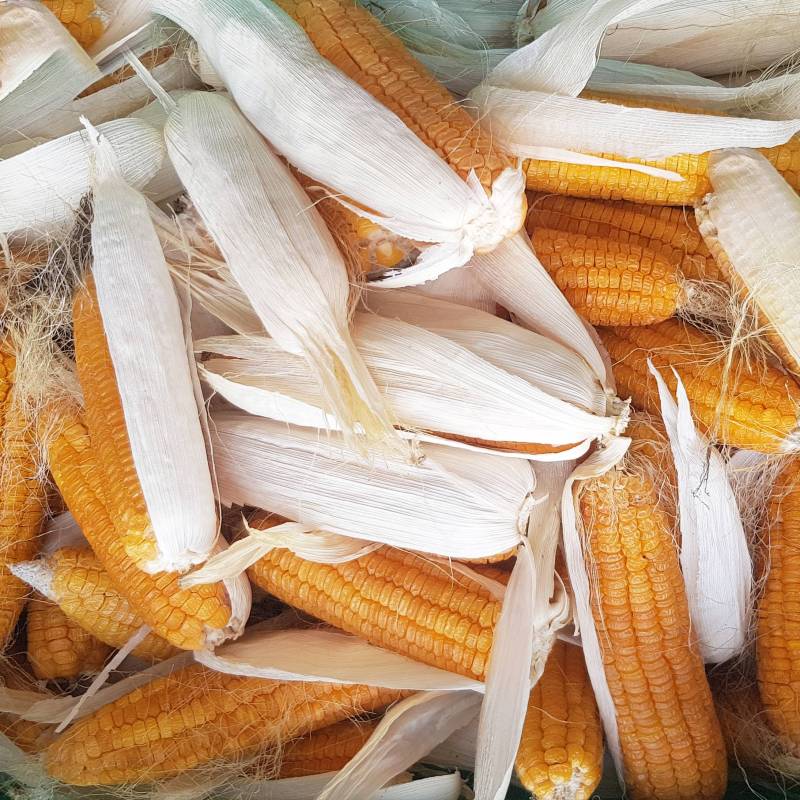 FR143_Milho-Doce_Maiz-Dulce_Sweet-Corn_Golden-Bantam_Sementes-Biologicas_Semillas-Ecologicas_Organic-Seeds_Sementes-Vivas_1