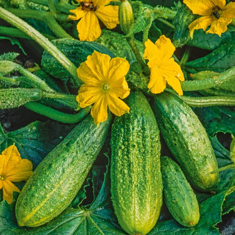 FR152_Pepino_Pepino_Cucumber_Hokus_Sementes-Biologicas_Semillas-Ecologicas_Organic-Seeds_Sementes-Vivas_1