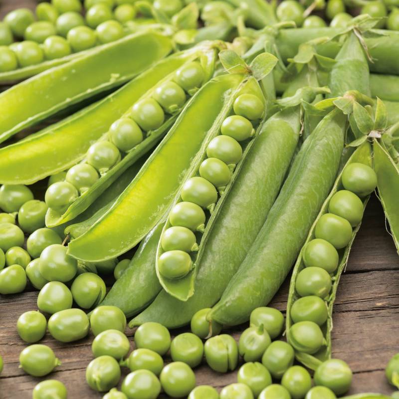 LE001_Ervilha_Guisante_Peas_Kelvedon-Wonder_Sementes-Biologicas_Semillas-Ecologicas_Organic-Seeds_Sementes-Vivas_1