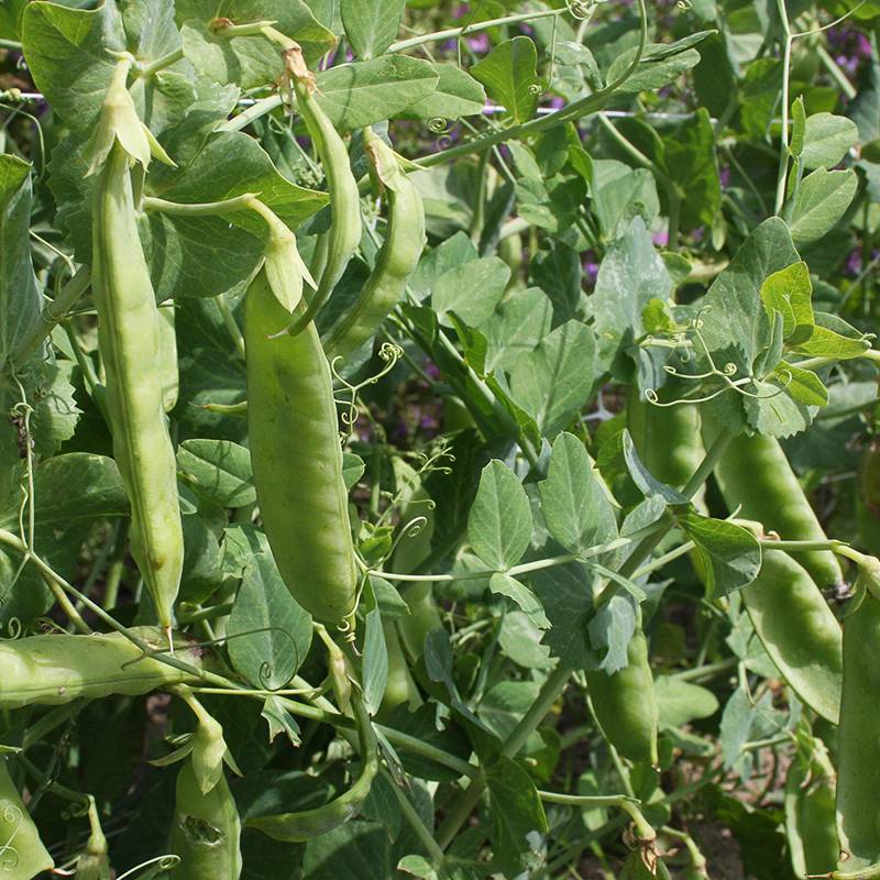 LE005_Ervilha_Guisante_Peas_Sweet-Horizon_Sementes-Biologicas_Semillas-Ecologicas_Organic-Seeds_Sementes-Vivas_1