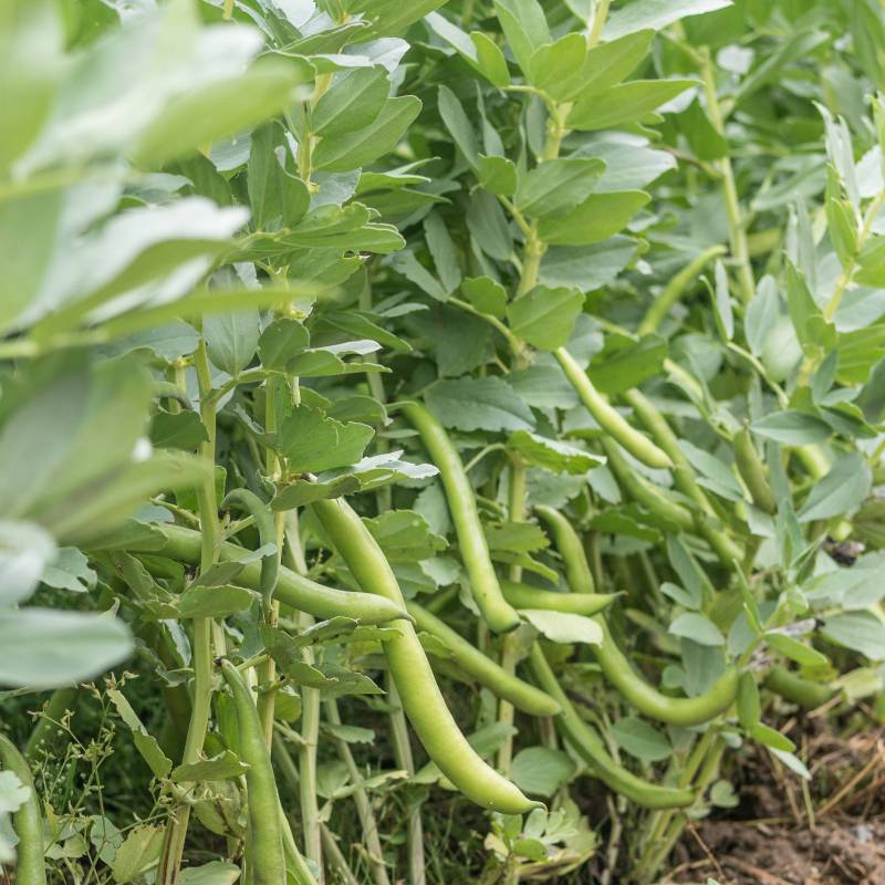 LE008_Fava_Haba_Broad-Bean_Superaguadulce_Sementes-Biologicas_Semillas-Ecologicas_Organic-Seeds_Sementes-Vivas_1