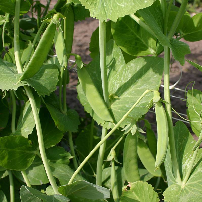 LE023_Ervilha_Guisante_Peas_Heraut_Sementes-Biologicas_Semillas-Ecologicas_Organic-Seeds_Sementes-Vivas_1