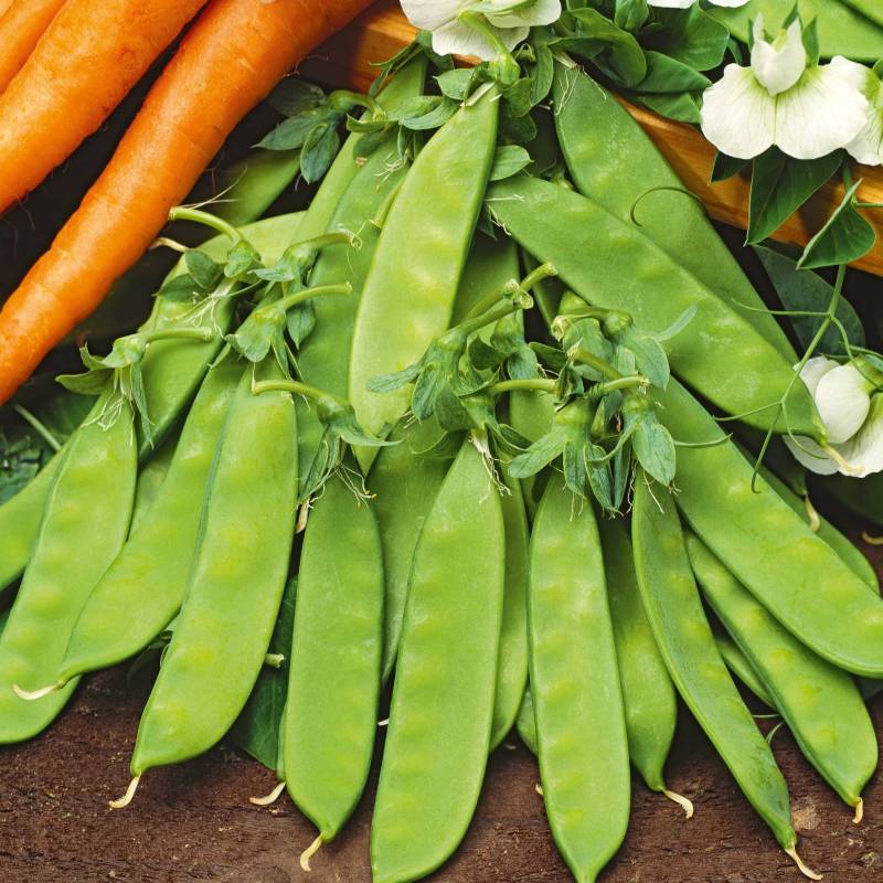 LE035_Ervilha_Guisante_Peas_Norli_Sementes-Biologicas_Semillas-Ecologicas_Organic-Seeds_Sementes-Vivas_1